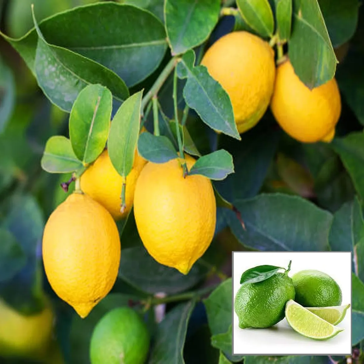 Nimbu Seedless All Time Lemon Lemon Nimbu Layering/Grafted Fruit Live Plant