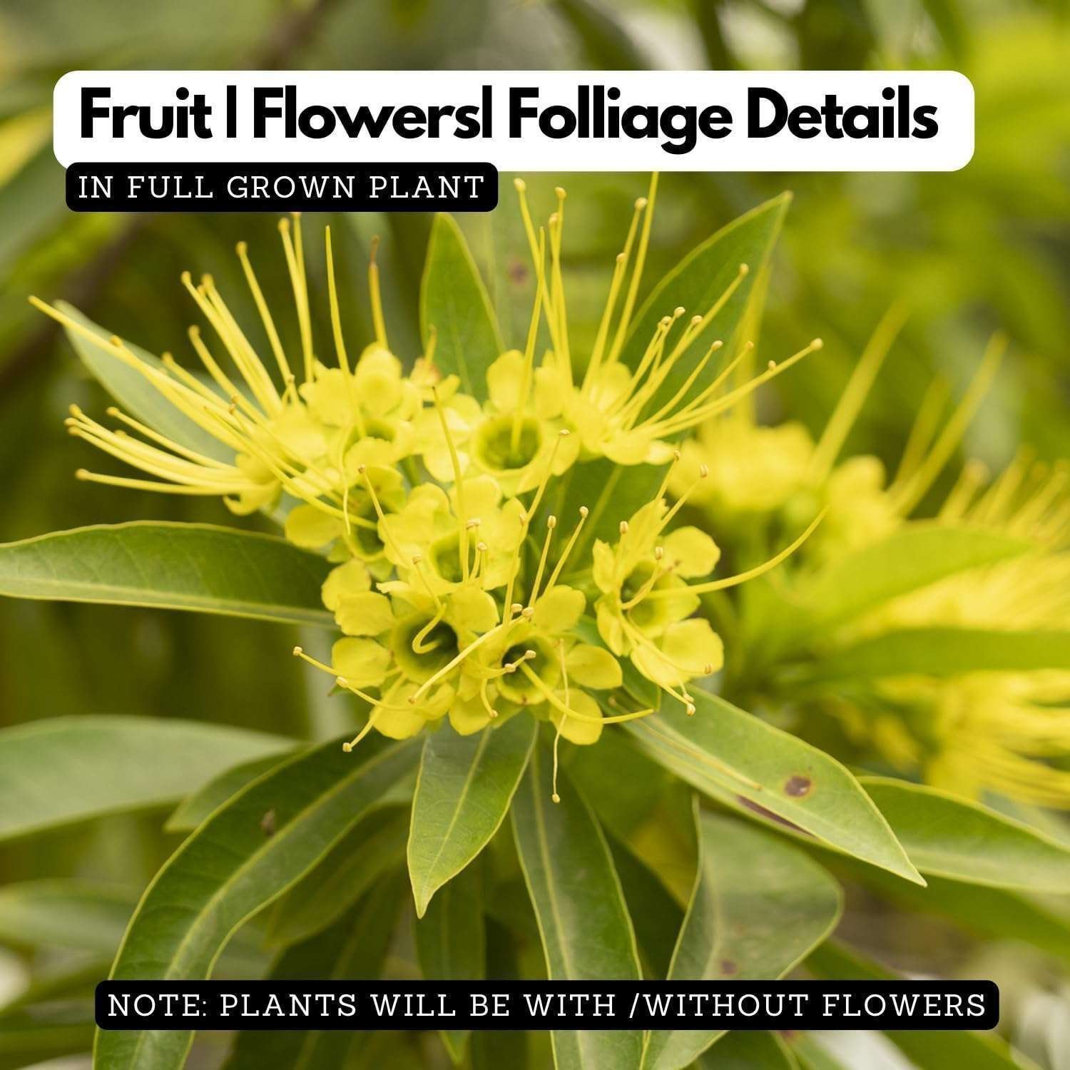 Golden Penda / Crimson Penda Fresh Organic Flower Plant / First Love Fresh Organic Flower Plant (Yellow)