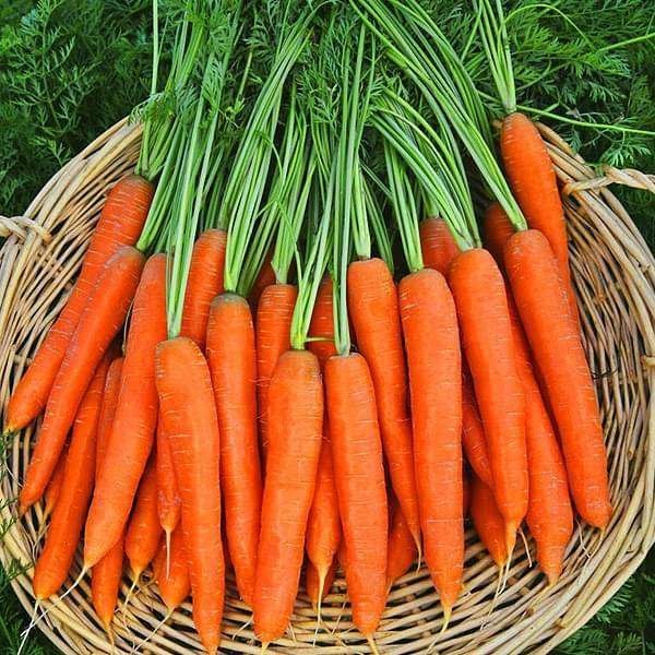 Carrot Mohan Chantenay Nantes - Vegetable Seeds