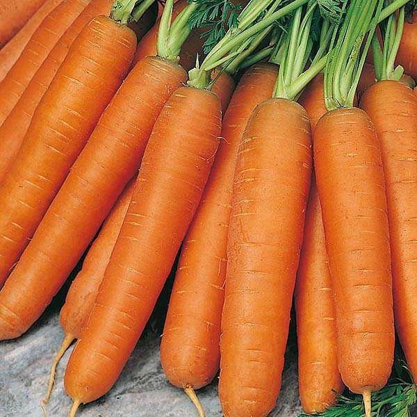 Carrot Nantes - Organic Vegetable Seeds