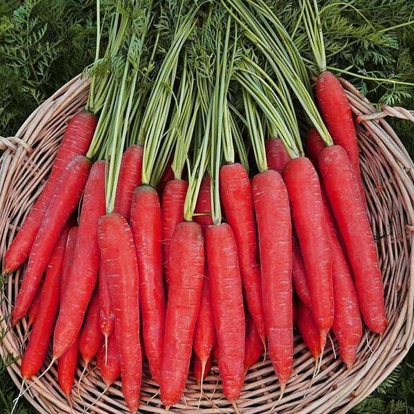 Carrot Selection Red - Vegetable Seeds