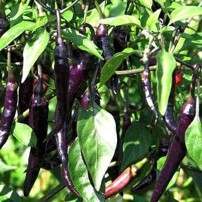 Chilli F1 Hybrid Deep Kali 6 - Vegetable Seeds