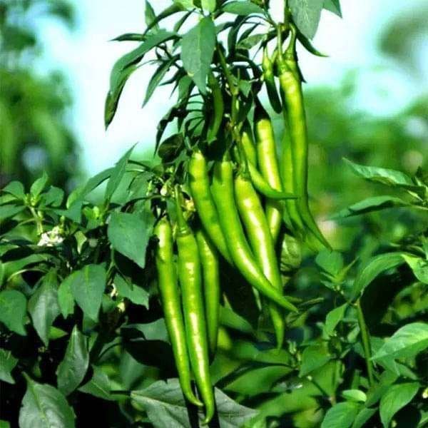 Chilli F1 Hybrid Jinni No 2 - Vegetable Seeds