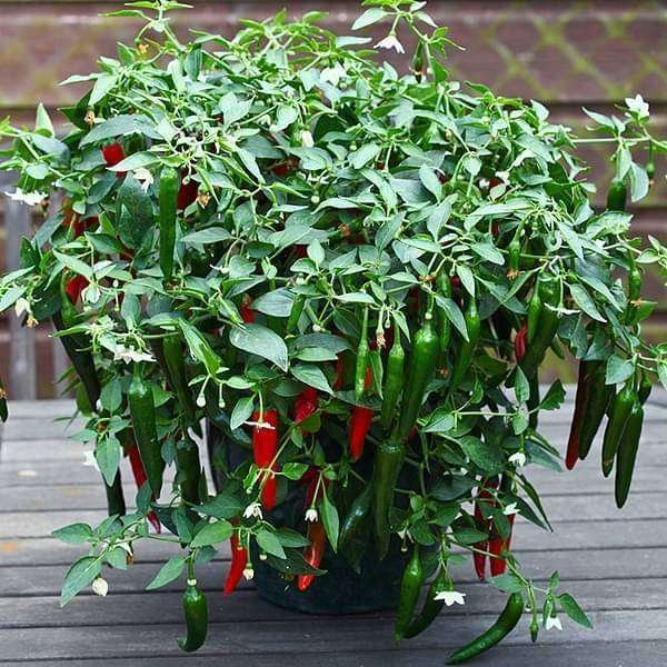 Chilli F1 Hybrid Vasudha - Vegetable Seeds