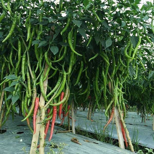 Chilli F1 Jwala Pariksha - Vegetable Seeds