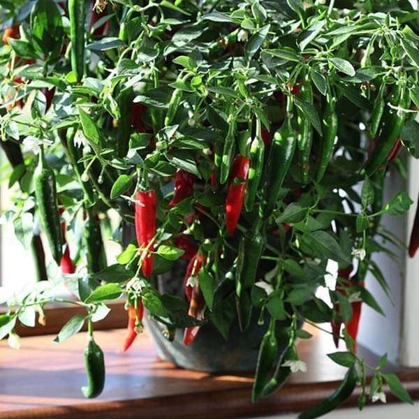 Chilli F1 Surya Pariksha - Vegetable Seeds