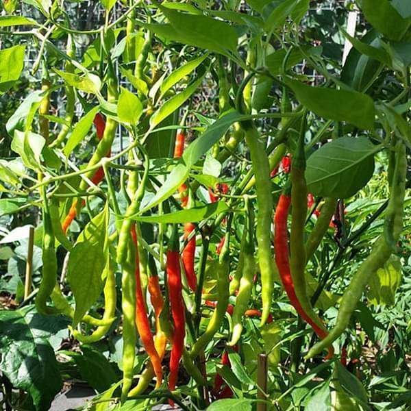 Chilli Jwala - Desi Vegetable Seeds