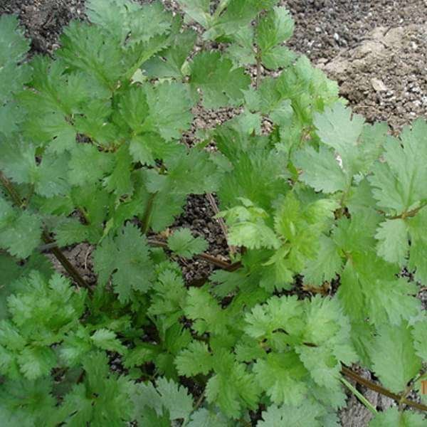 Coriander Kalmi - Desi Vegetable Seeds