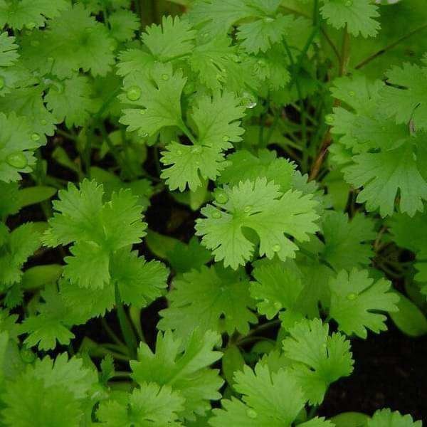 Coriander Panipat - Desi Vegetable Seeds