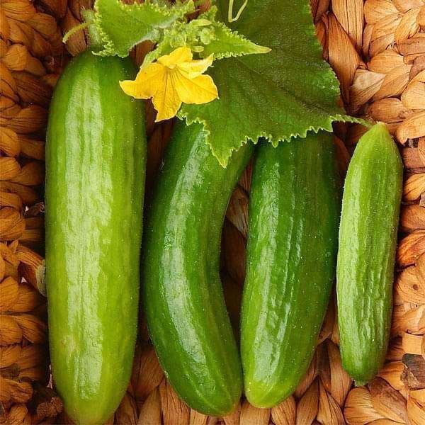 Cucumber Beit Alpha - Vegetable Seeds