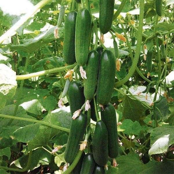 Cucumber EM 192 Beit Alpha F-1 Hyb - Vegetable Seeds