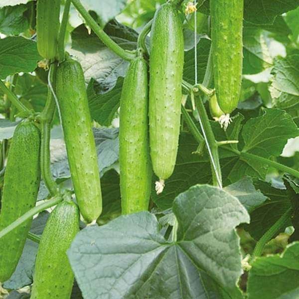 Cucumber F1 Hybrid Sultan - Vegetable Seeds