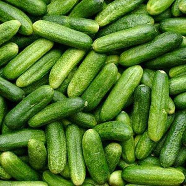 Cucumber Gherkin - Vegetable Seeds