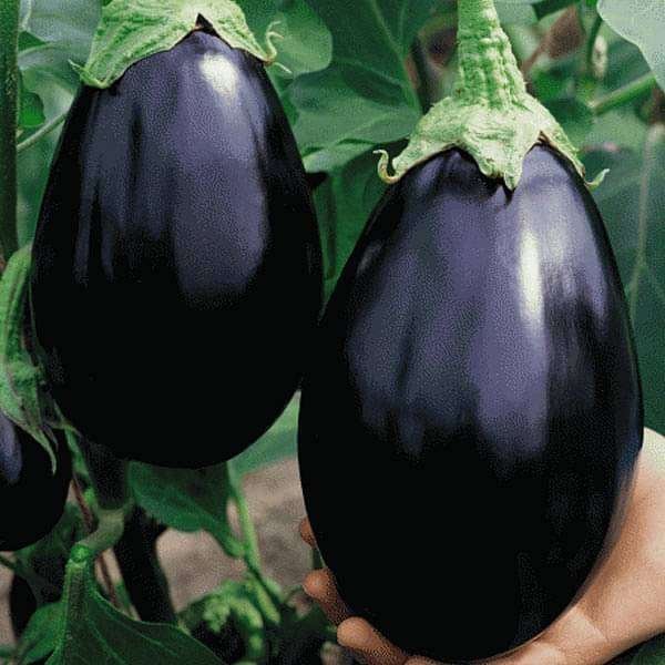 Egg Plant Black Beauty - Vegetable Seeds