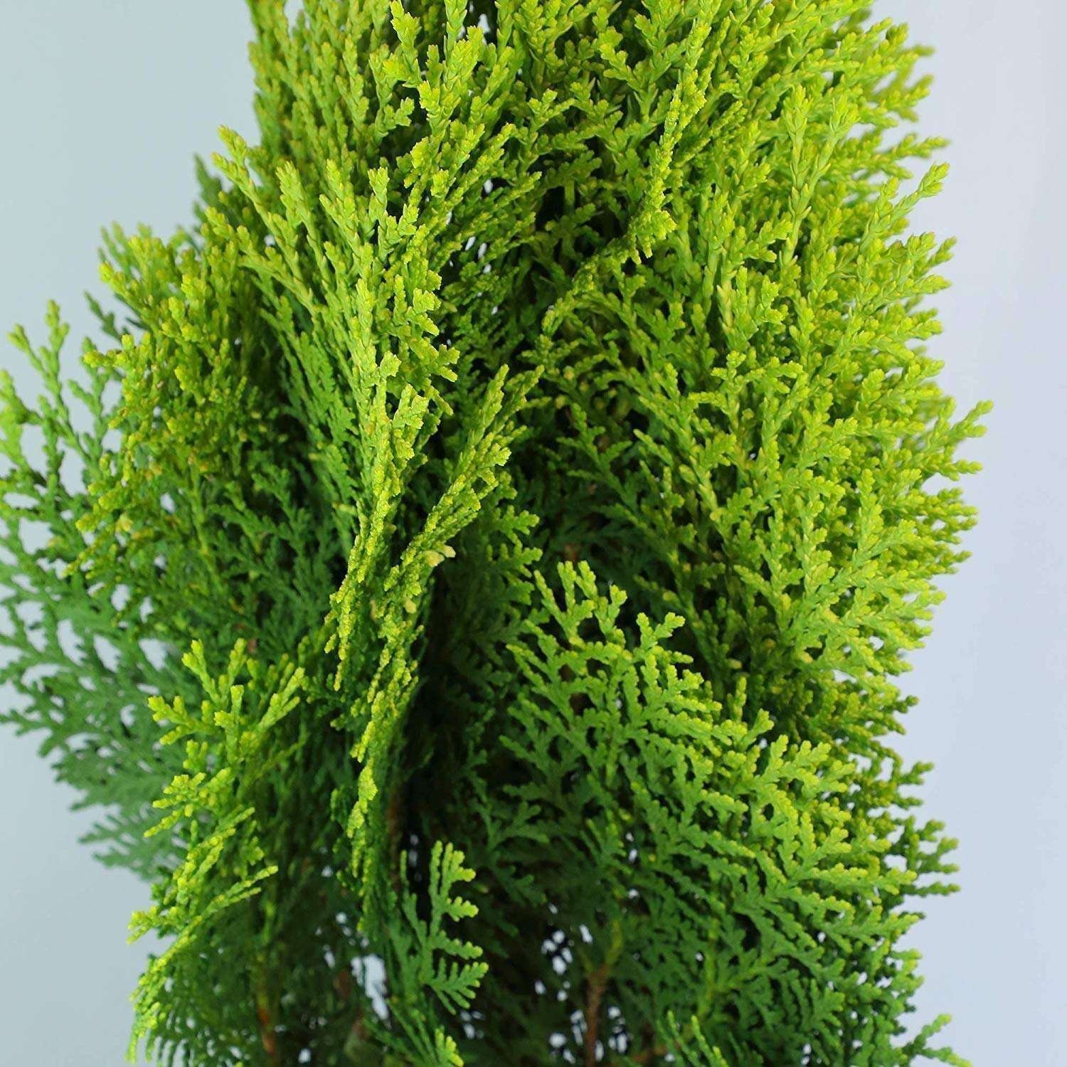 Jhau (Tamarisk) Green Fresh Organic Flower Plant
