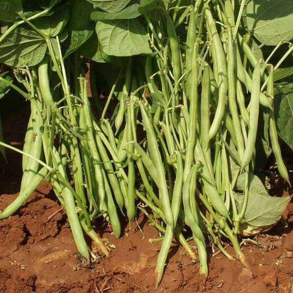France Beans Containder - Desi Vegetable Seeds