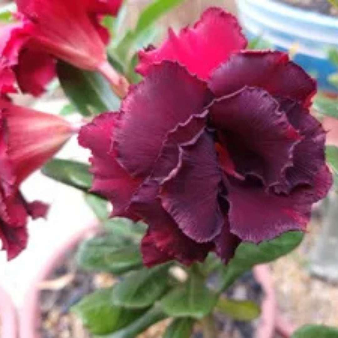 Adenium Desert Rose Plant