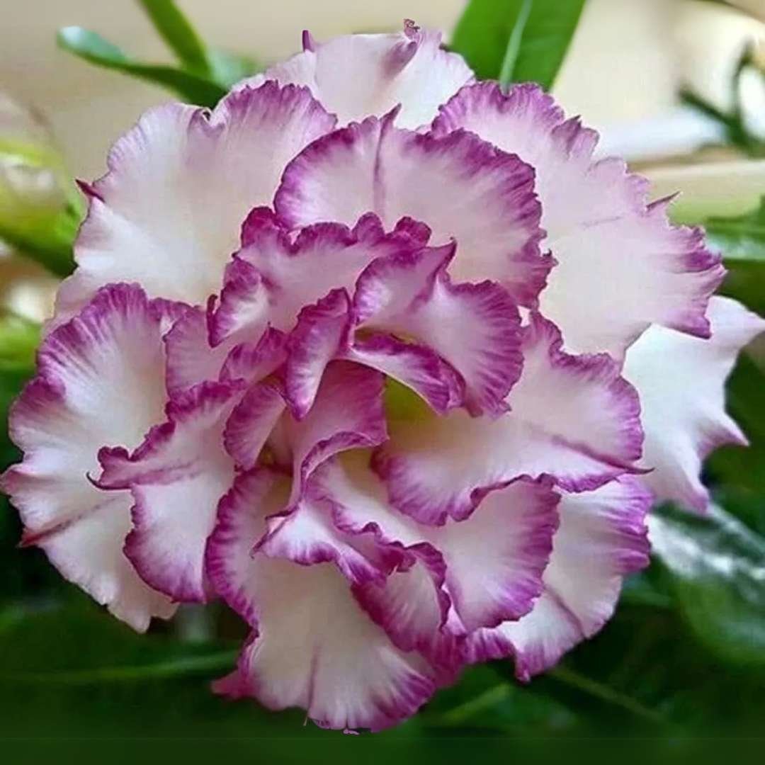Adenium Desert Rose Plant