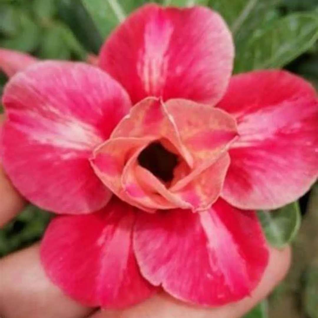 Adenium Desert Rose Plant