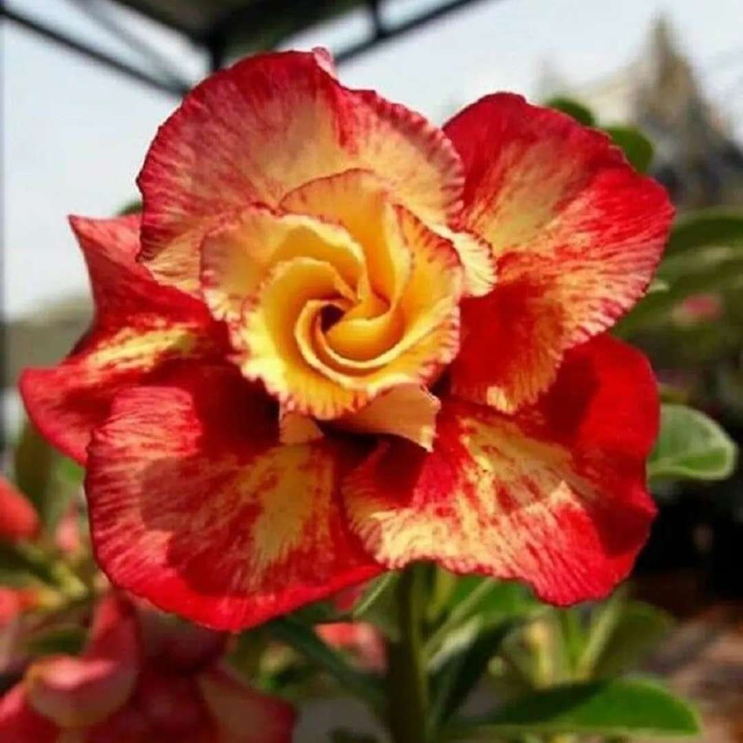 Adenium Desert Rose Plant