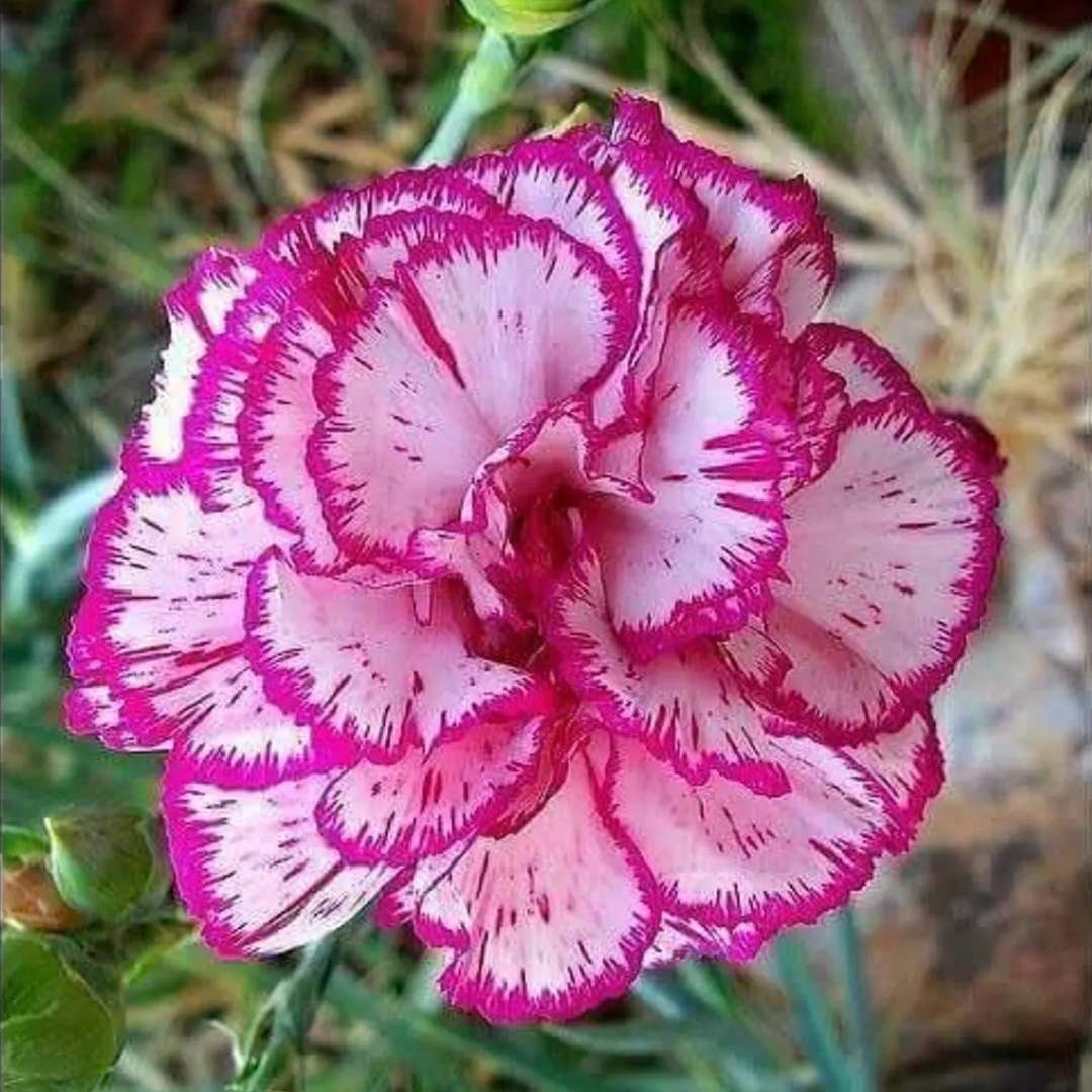 Adenium Desert Rose Plant