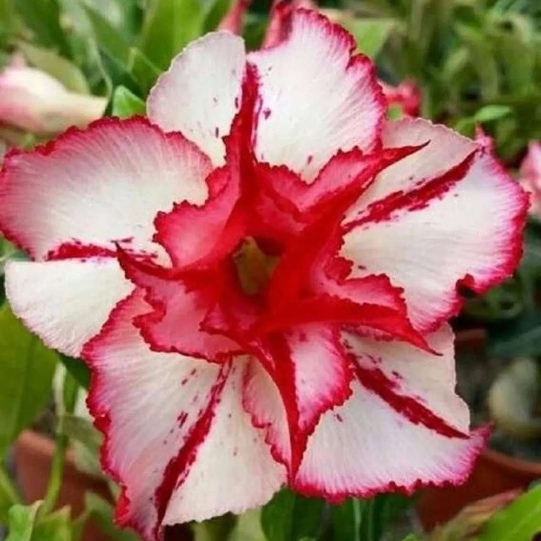 Adenium Desert Rose Plant