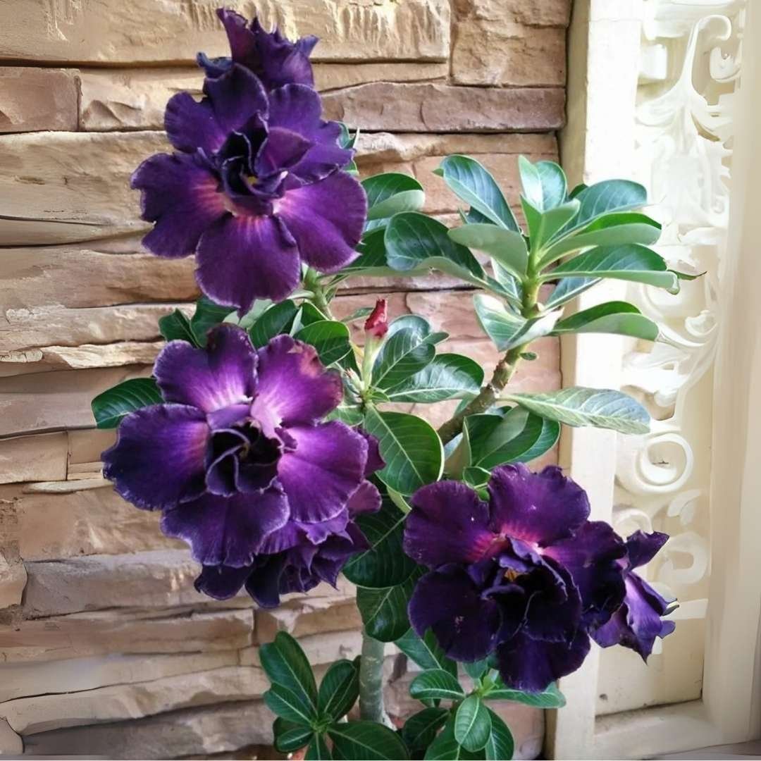 Adenium Desert Rose Plant