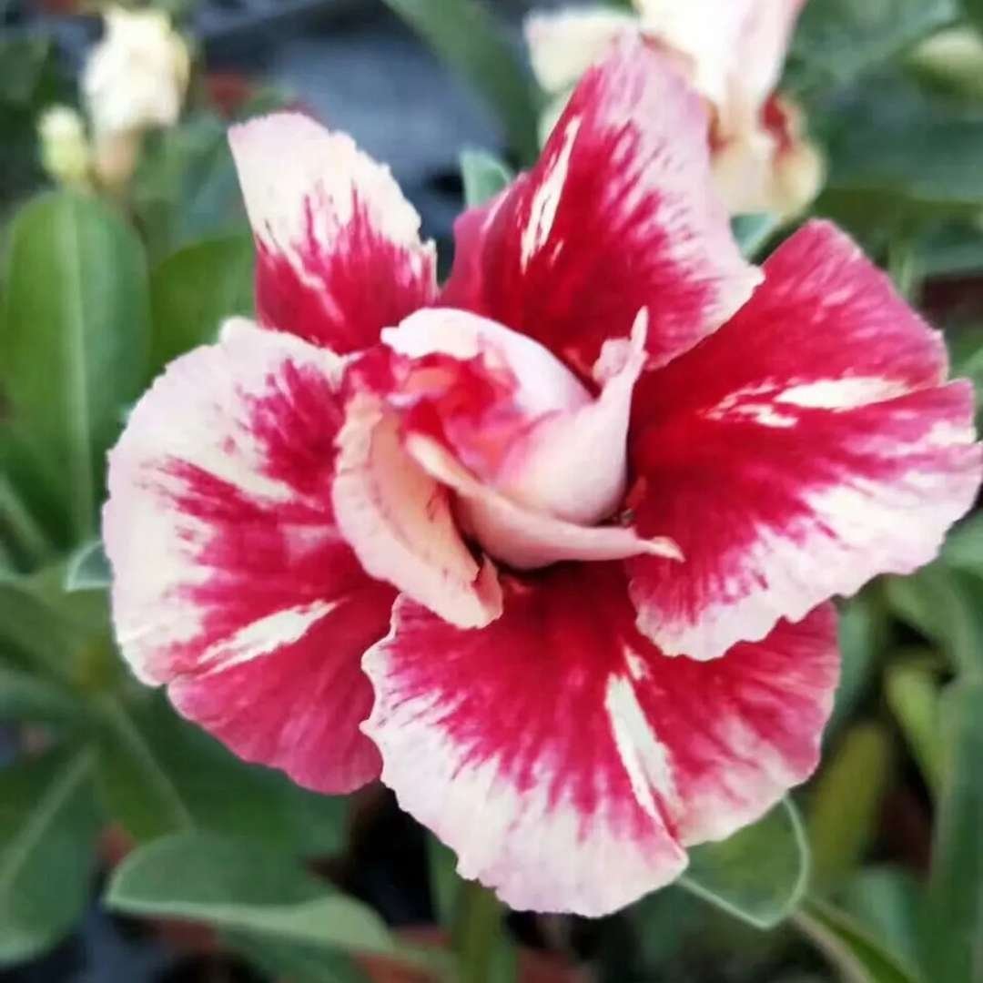 Adenium Desert Rose Plant