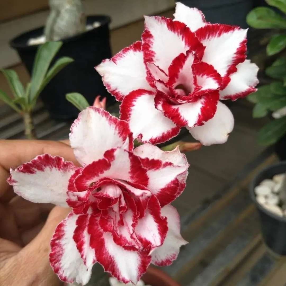 Adenium Desert Rose Plant