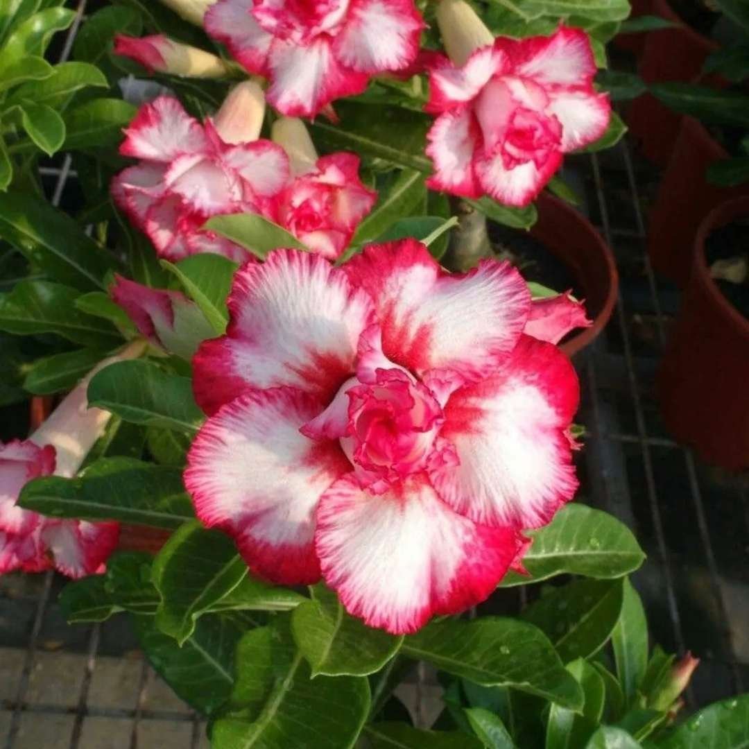 Adenium Desert Rose Plant