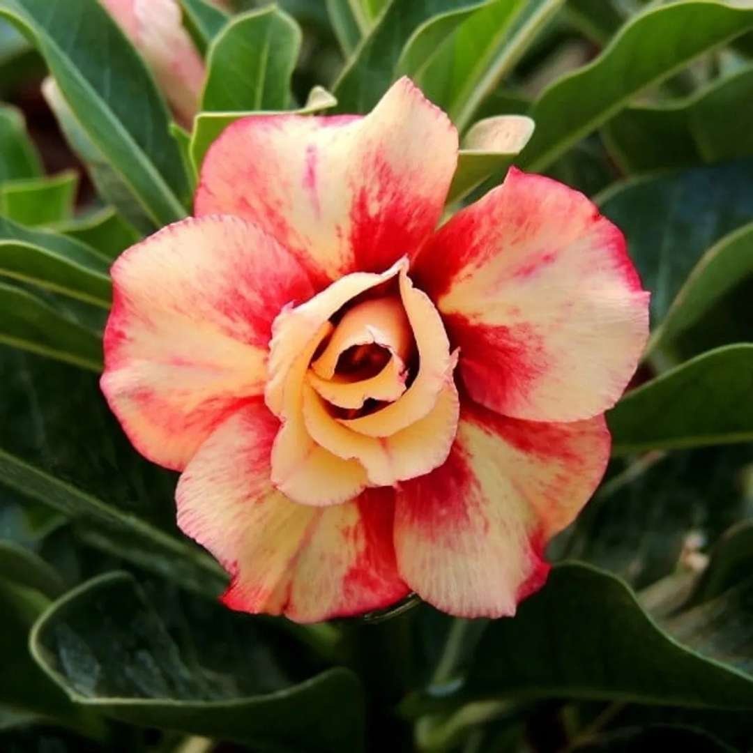 Adenium Desert Rose Plant