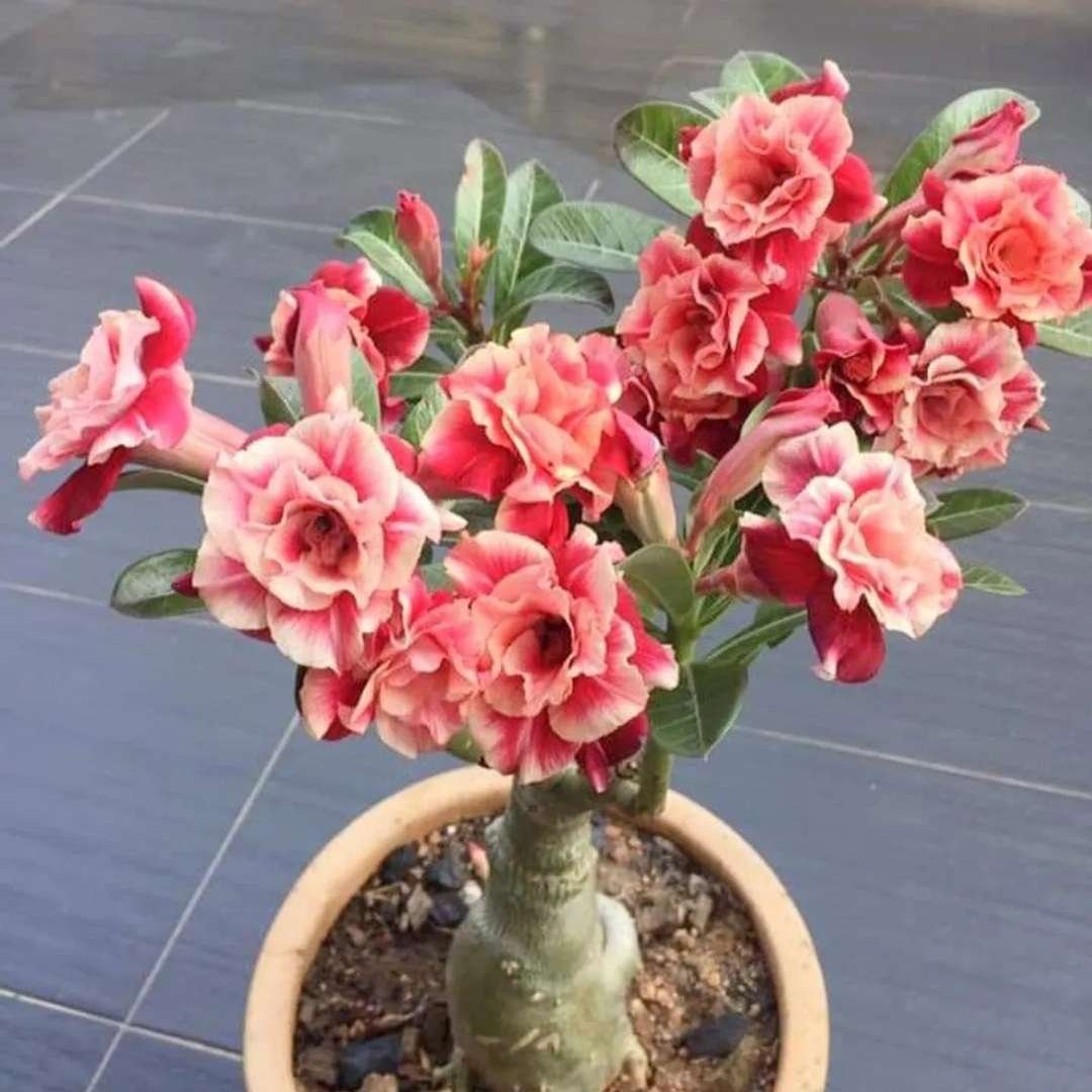 Adenium Desert Rose Plant