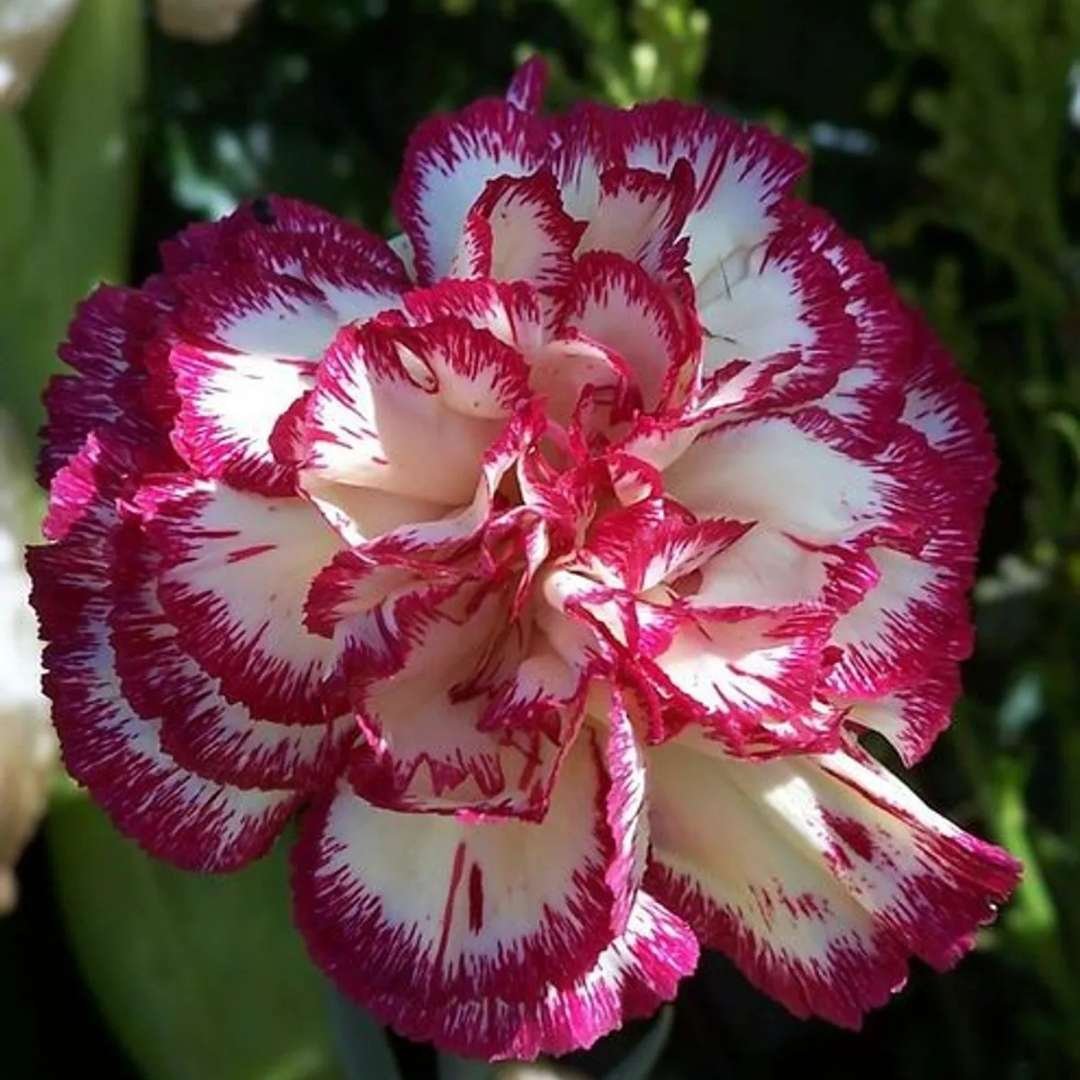 Adenium Desert Rose Plant