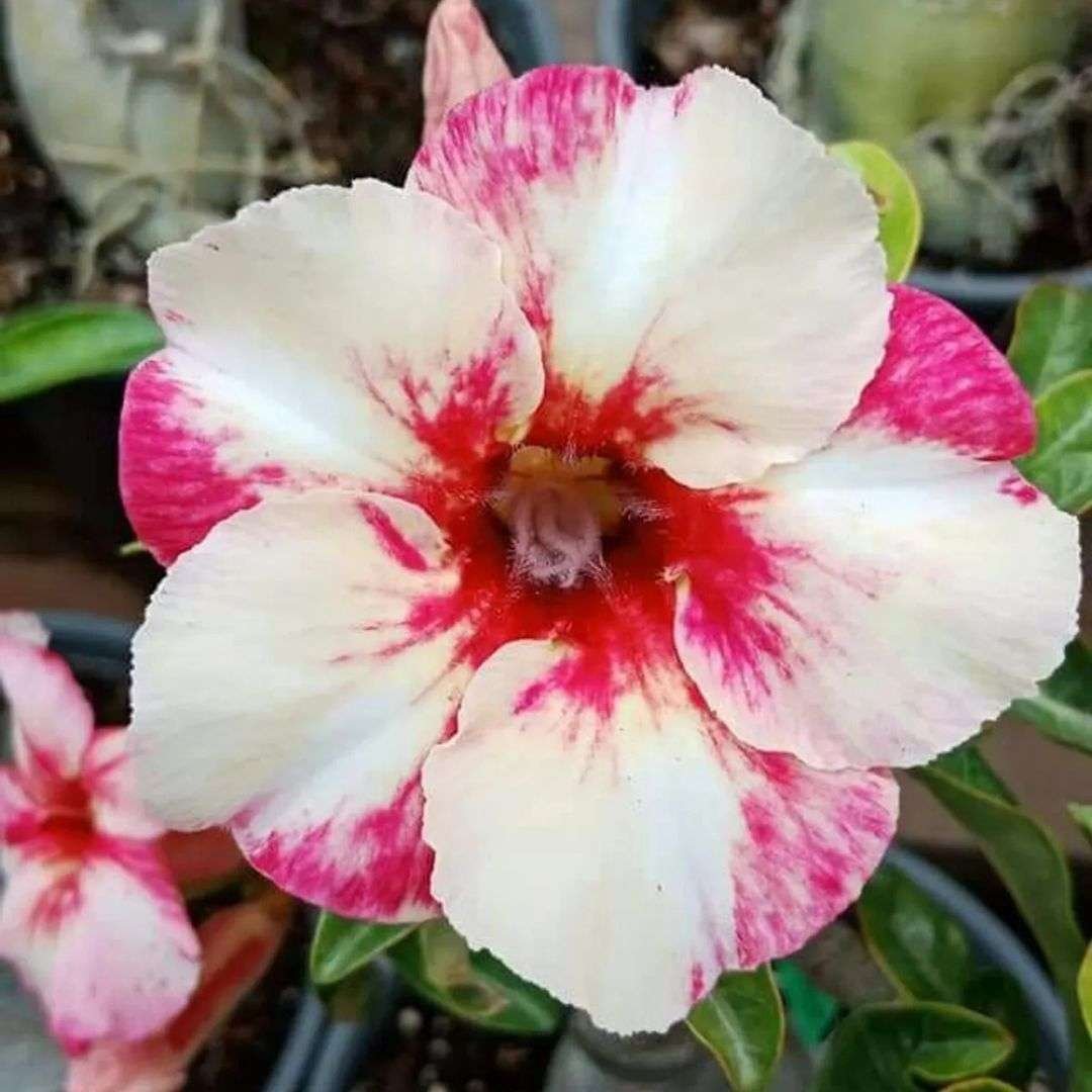 Adenium Desert Rose Plant