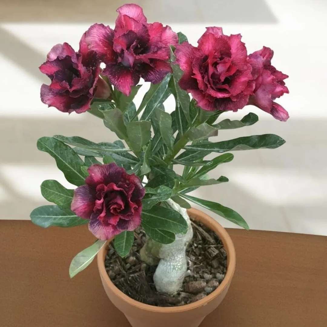 Adenium Desert Rose Plant