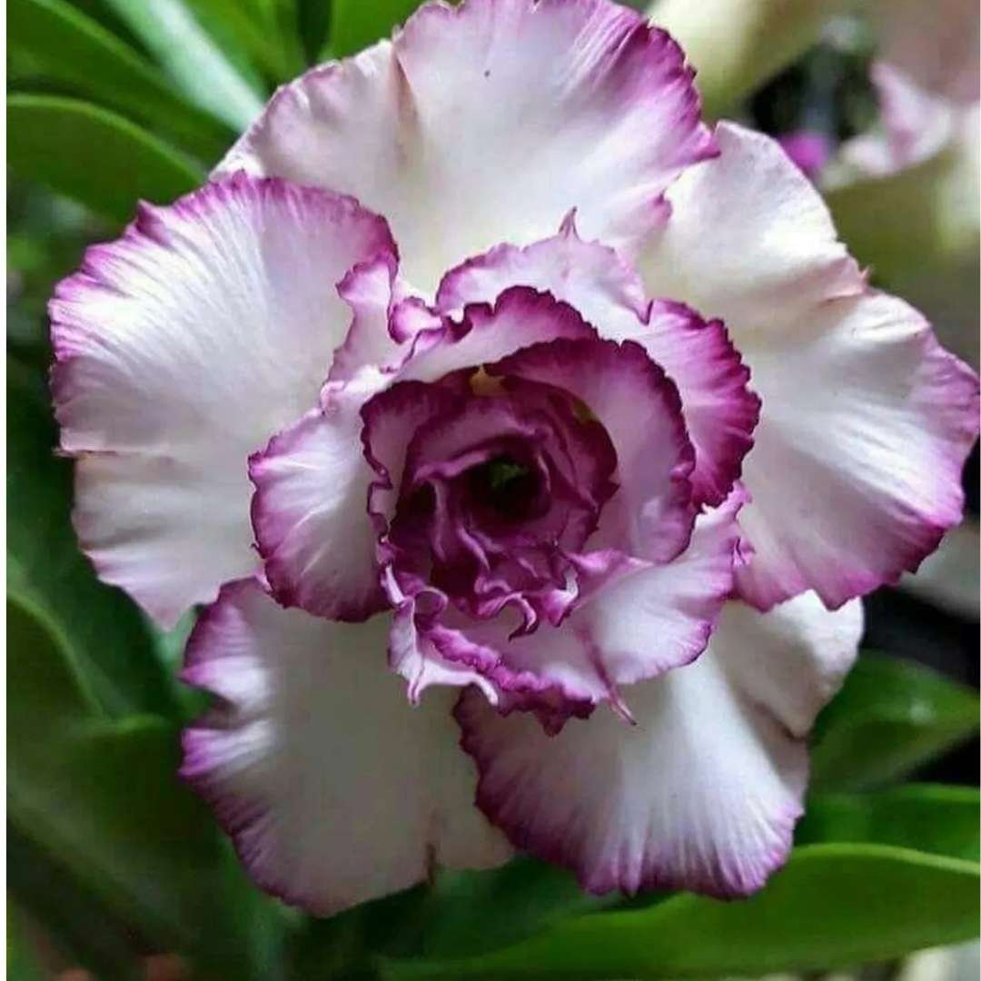 Adenium Desert Rose Plant - Image 2