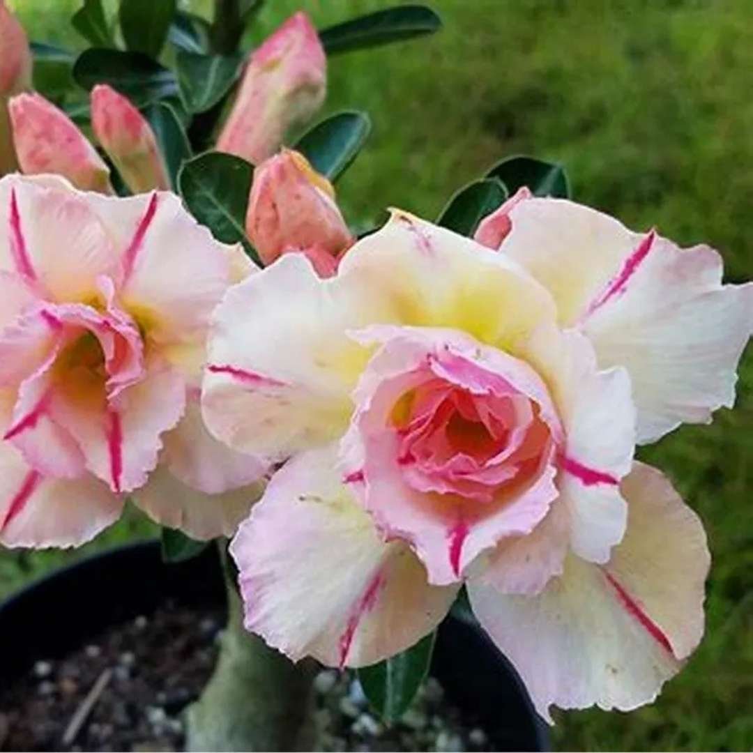 Adenium Desert Rose Plant