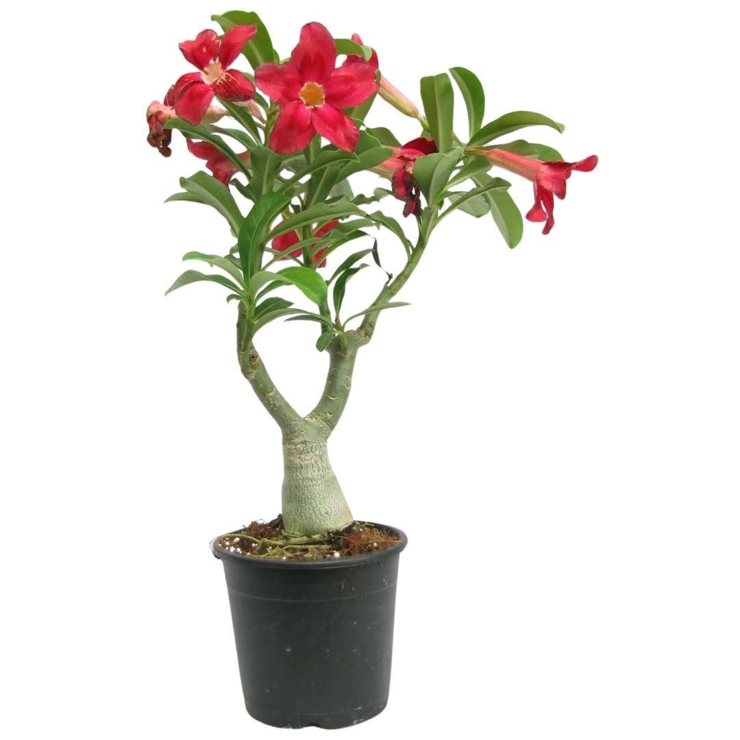 Adenium Desert Rose Plant