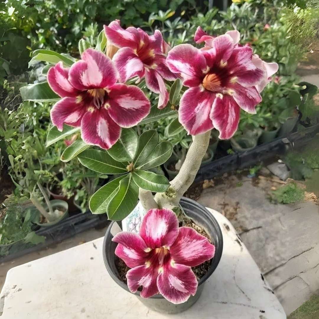Adenium Desert Rose Plant