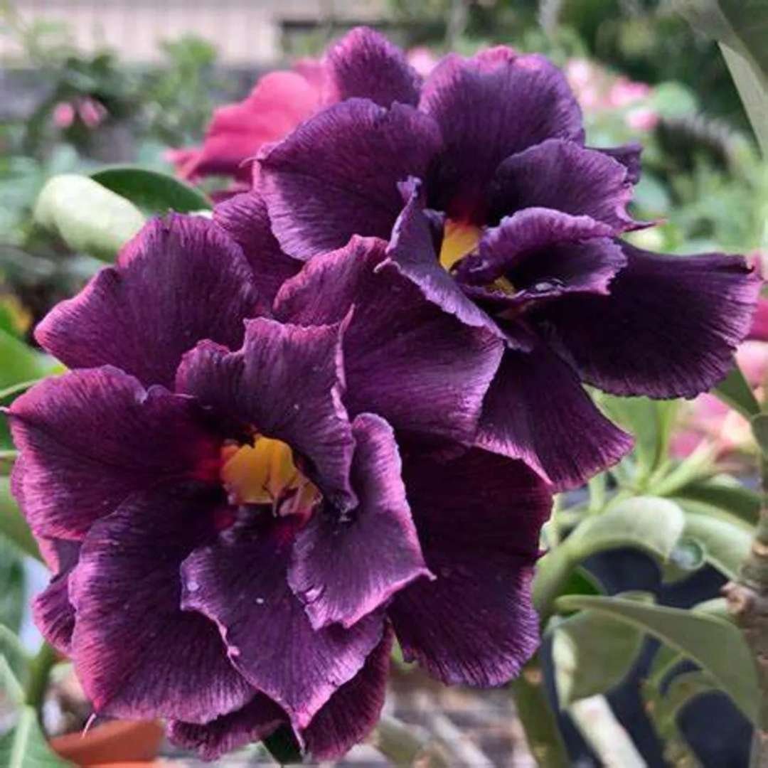 Adenium Violet Flower