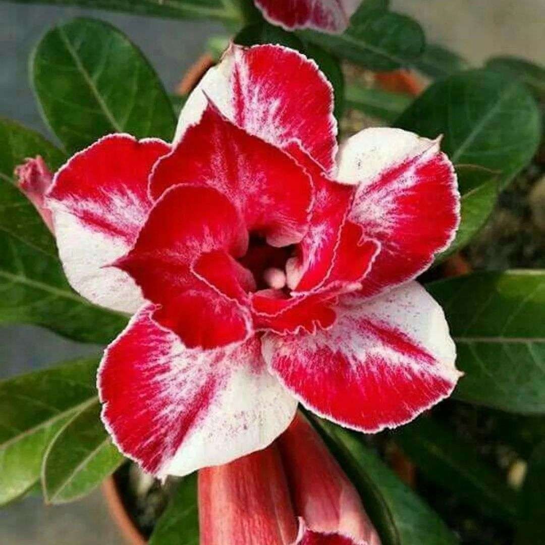Adenium Desert Rose Plant