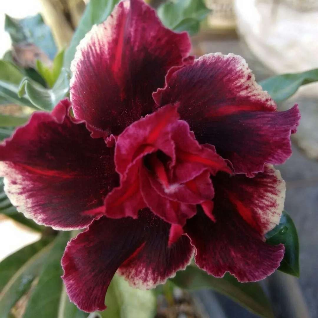 Adenium Desert Rose Plant