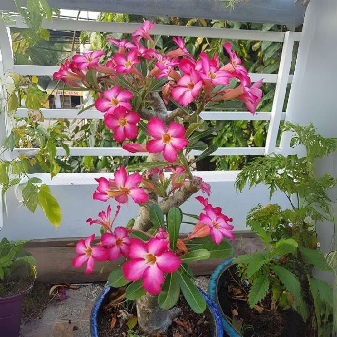 Adenium Desert Rose Plant