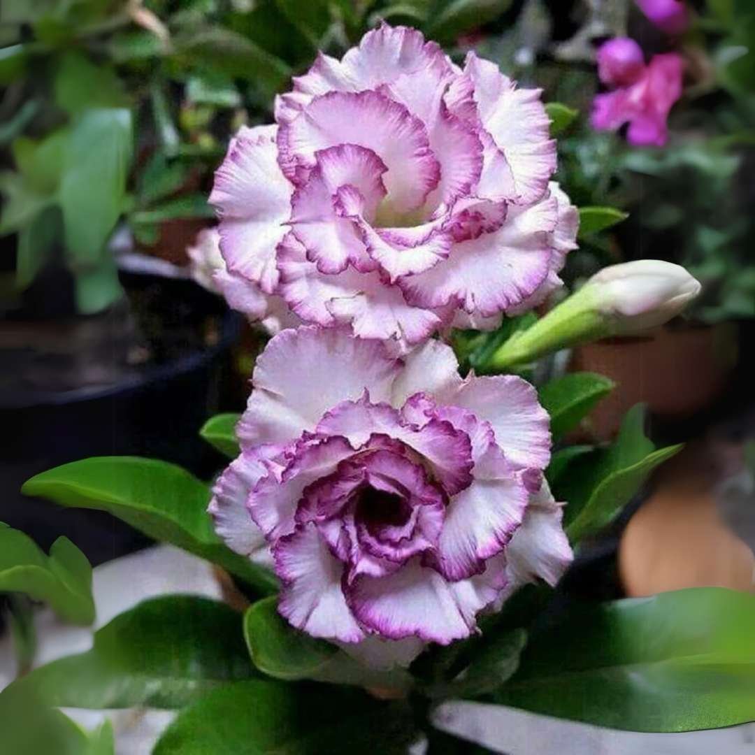 Adenium Desert Rose Plant - Image 3