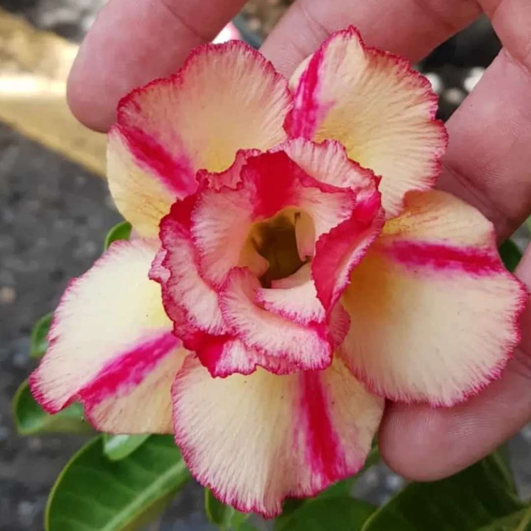 Adenium Desert Rose Plant
