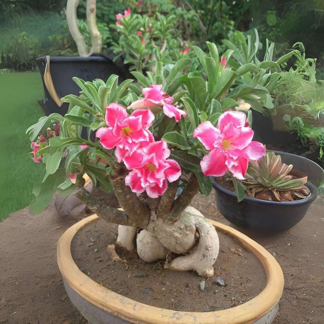 Adenium Desert Rose Plant