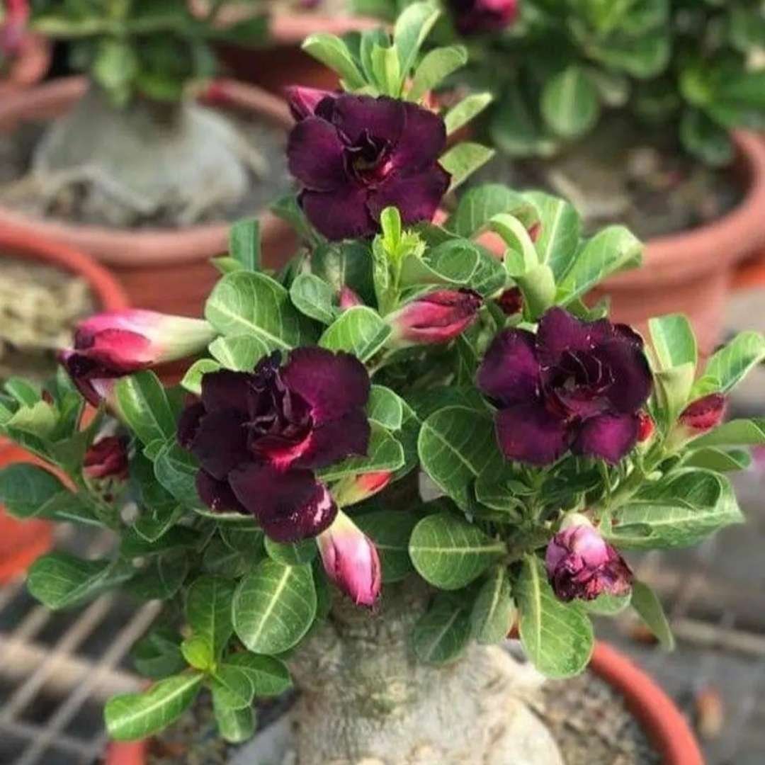 Adenium Desert Rose Plant