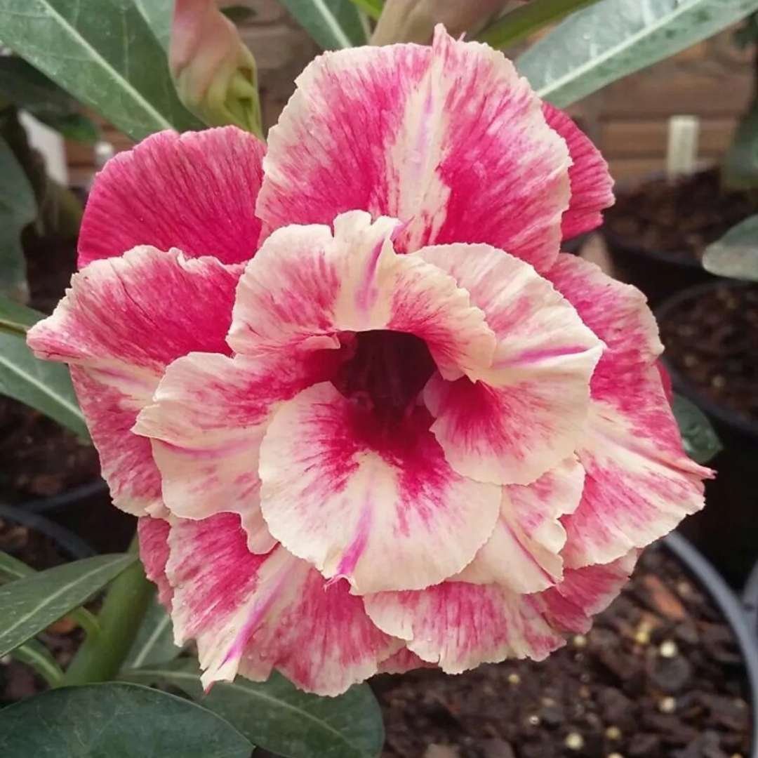 Adenium Desert Rose Plant