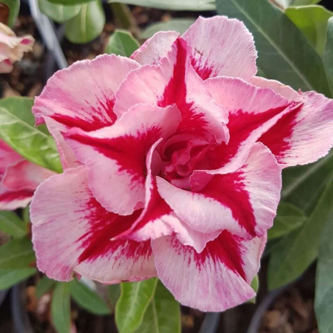 Adenium Desert Rose Plant