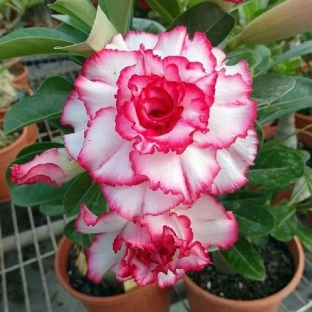 Adenium Desert Rose Plant
